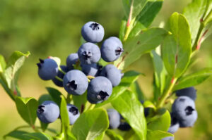 Top 10 Fructe Bogate în Antioxidanți